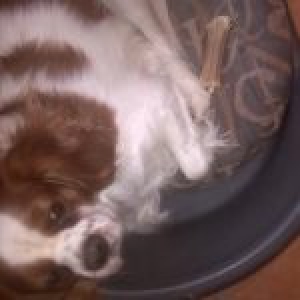 Max, De Cavalier King Charles