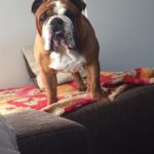 Max, de Engelse Bulldog