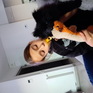 Max, de Spitz/Spitz Nain/Loulou de Pom&eacute;ranie