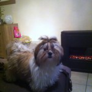 Maya, chiot Shih Tzu