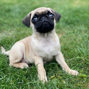 Mopshond Hondenfokker Houssin Kuurne Puppy S Te Koop Pup Te Koop Hondenkweker Hondenkwekerij Rashonden