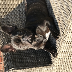 Maya, de Bouledogue Fran&ccedil;ais