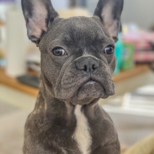 Maya, de Bouledogue Français