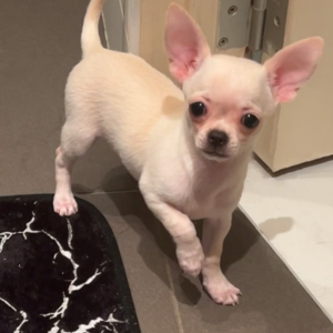 Maya, de Chihuahua