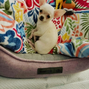 Maya, de Chihuahua