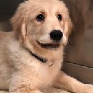 Maya, le Golden Retriever
