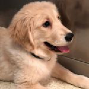 Maya, le Golden Retriever