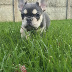 Maylo, de Franse Bulldog