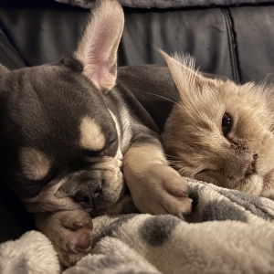 Maylo, de Franse Bulldog