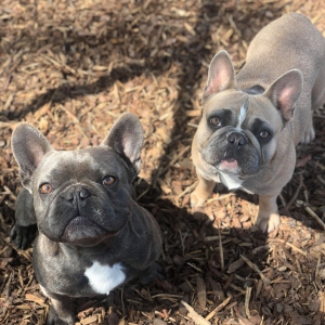 Mijn prachtige Franse Buldoggen