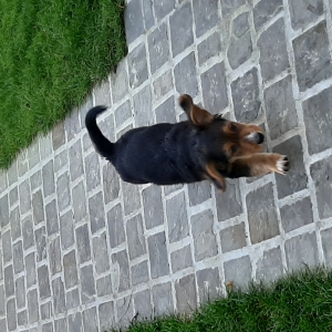 Mila, de Zeer leuke kruisingen