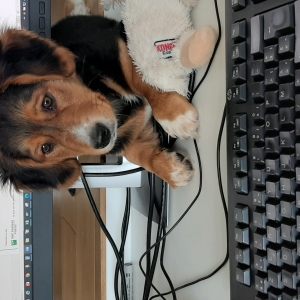 Mila, de Zeer leuke kruisingen