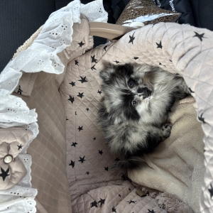 Milana, de Dwergkees / Keeshond / Pomeriaan