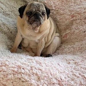 Mindy, de Mopshond