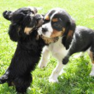 Mito, de Cavalier King Charles