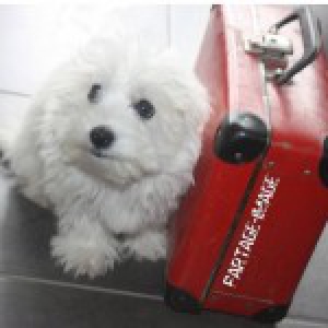 Mojito, le Bichon Maltais