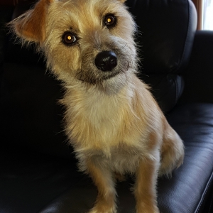 Molly, de Zeer leuke kruisingen