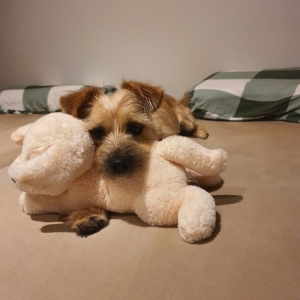 Molly, de Zeer leuke kruisingen