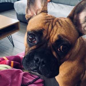 Molly, le Bouledogue Fran&ccedil;ais
