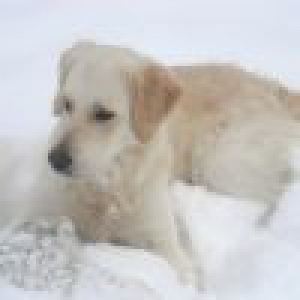 Mon Golden Retriever Bandit