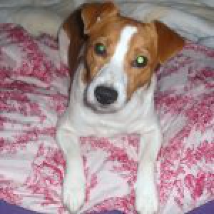 Mon Jack Russel V&eacute;gas