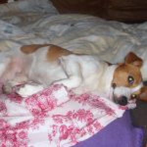 Mon Jack Russel V&eacute;gas