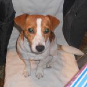 Mon Jack Russel V&eacute;gas