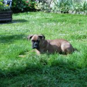 Monet, le Boxer