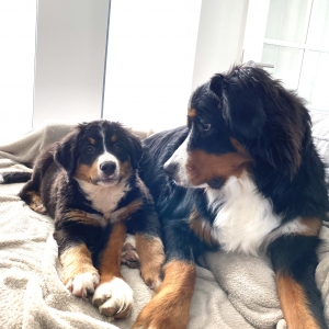 Naïka et Rosie, de Bouvier Bernois