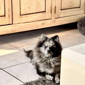 Nala & Anousch, de Dwergkees / Keeshond / Pomeriaan
