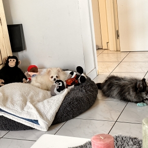 Nala & Anousch, de Dwergkees / Keeshond / Pomeriaan