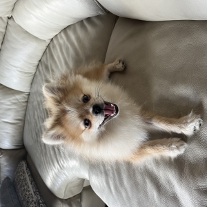 Nala, de Dwergkees / Keeshond / Pomeriaan