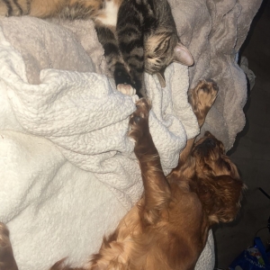 Nala, de Engelse Cocker Spani&euml;l