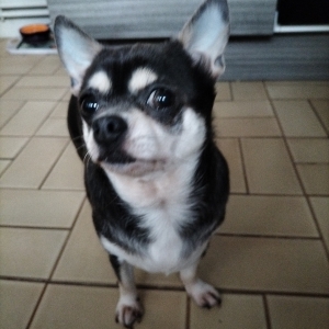 Nanette, de Chihuahua