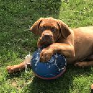 Nappo, le Dogue de Bordeaux