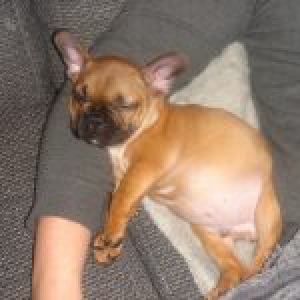 Nero, de Franse Bulldog