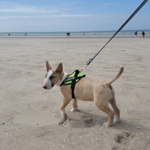 Nexus, le Bull Terrier