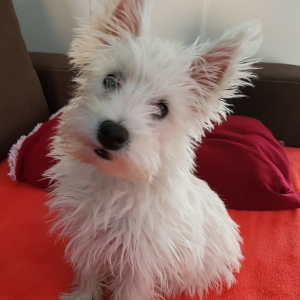 Ninjo, de West Highland White Terri&euml;r (Westie)