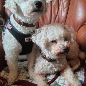 Ninnie 3ans & Lisa13ans, de Bichon Fris&eacute;