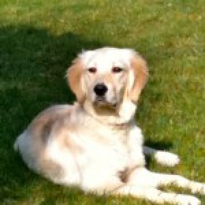 Noell, de Golden Retriever