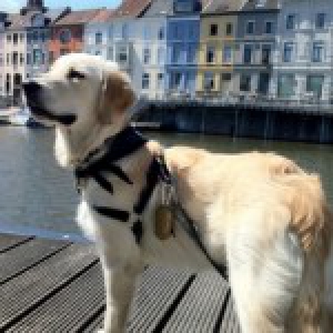Noell, de Golden Retriever