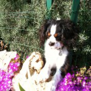 Notre Cavalier Lilou