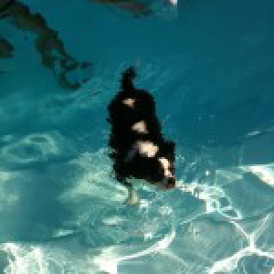 Notre Cavalier Lilou