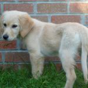 Notre Golden Retriever