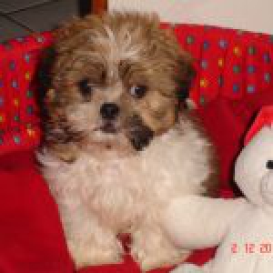 Notre Shih Tzu Gamin