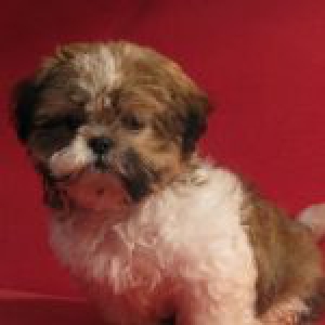 Notre Shih Tzu Gamin