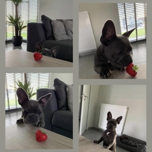 Odiel, de Franse Bulldog