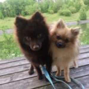 Okami & Choco, de keesjes