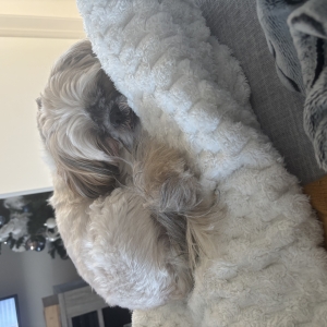 Ollie (Oliver), de Shih Tzu