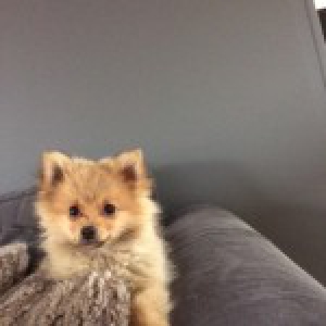 Onix, de keeshond
